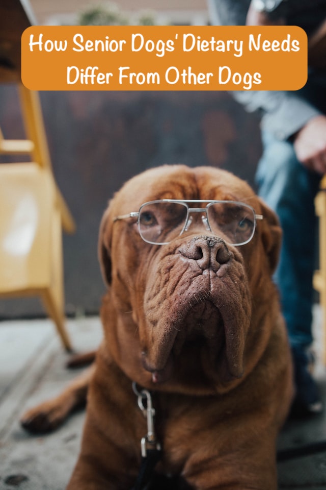 a red dog in glasses are lying on the floor with a question How Senior Dogs' Dietary Needs Differ From Other Dogs