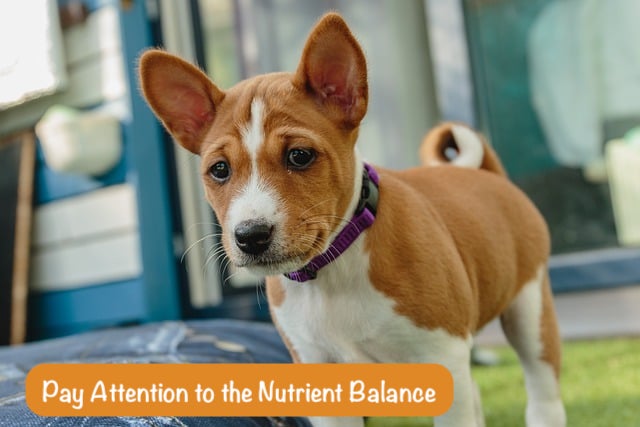 red puppy is standing in flat with text Pay Attention to the Nutrient Balance