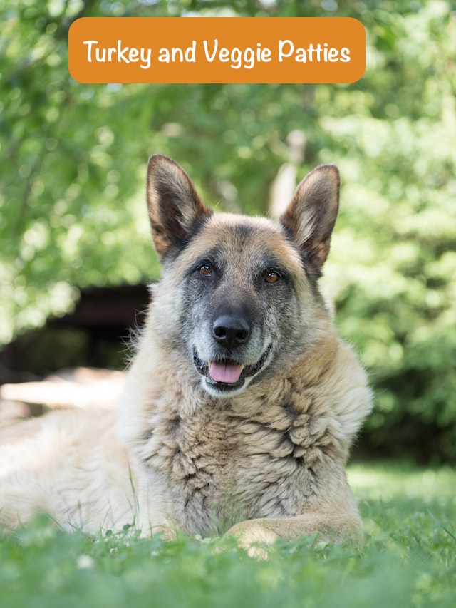 senior dog is lying in green garden with text Turkey and Veggie Patties