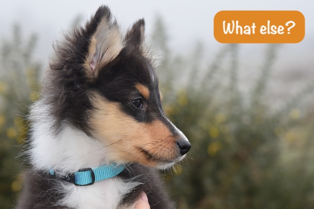 puppy with smart eyes look to right with a question What else?