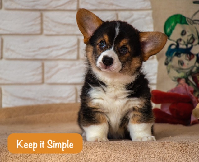 pensive dog looks up with Keep it Simple