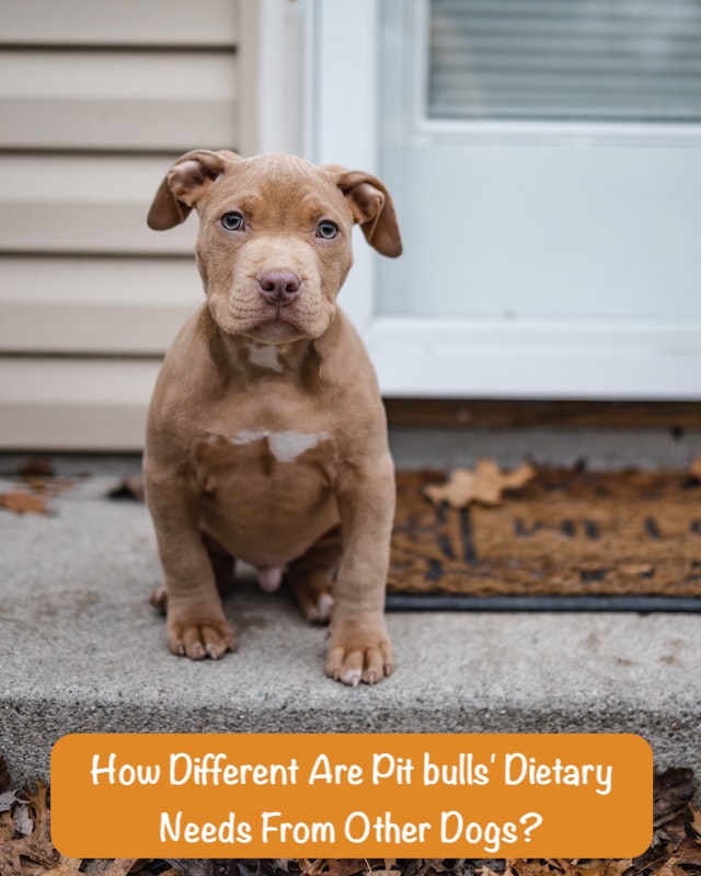 red puppy is sitting on the threshold of his house with a question How Different Are Pit bulls' Dietary Needs From Other Dogs?