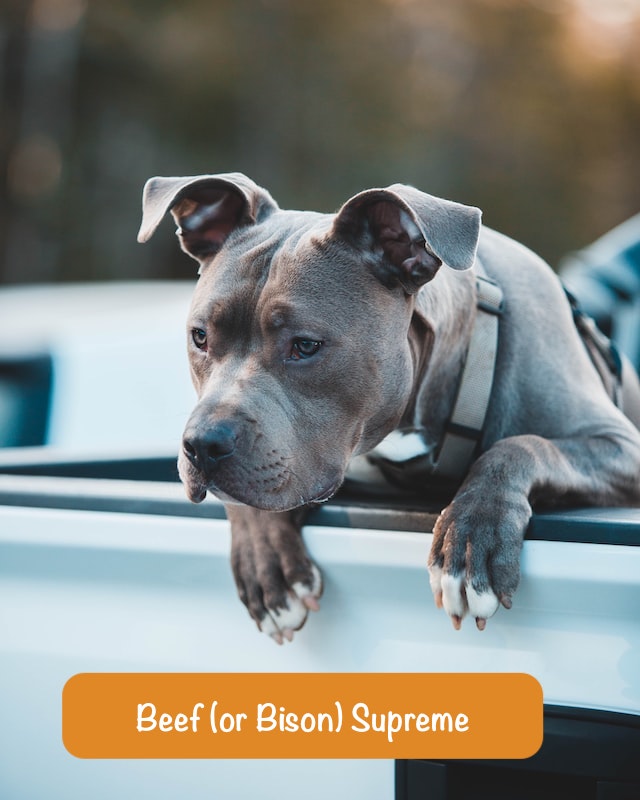 the dog looks out of the car cabin with text Beef (or Bison) Supreme