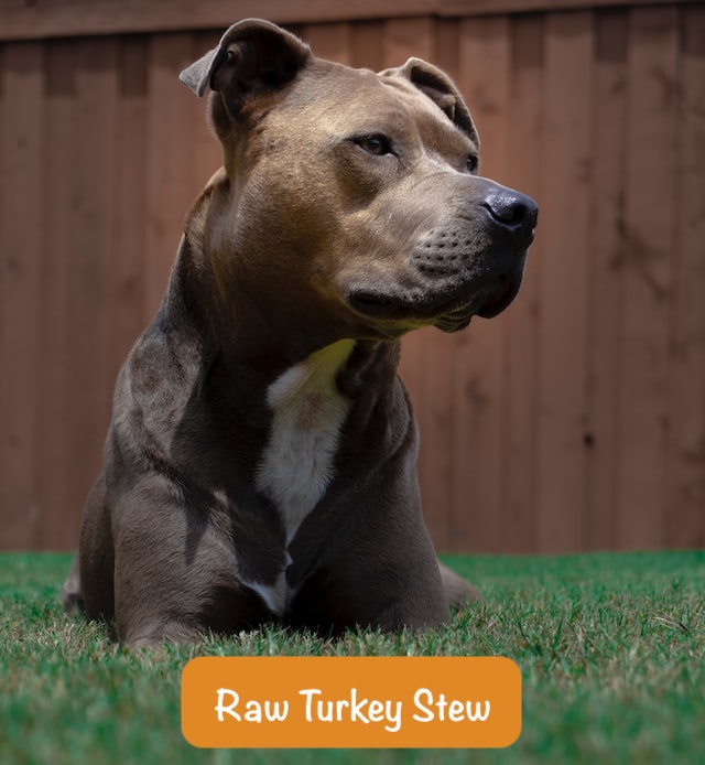the stern dog turned his head to the right with text Raw Turkey Stew