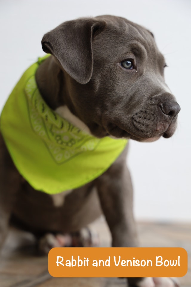 tiny puppy with green collar and green eyes and text rabbit and Venison Bowl