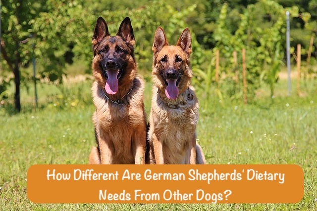 two dogs sitting on the green grass with a question How Different Are German Shepherds' Dietary Needs From Other Dogs?