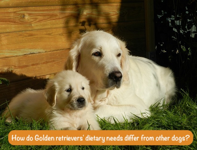 mother dog with her child are lying next to the house with a question How do Golden retrievers' dietary needs differ from other dogs?