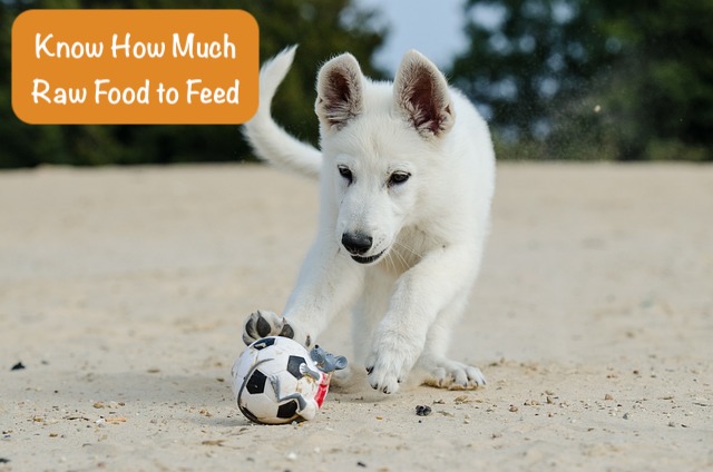 a playing dog plays with white boll and text Know How Much Raw Food to Feed